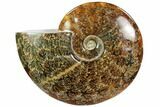 Polished, Agatized Ammonite (Cleoniceras) - Madagascar #102605-1